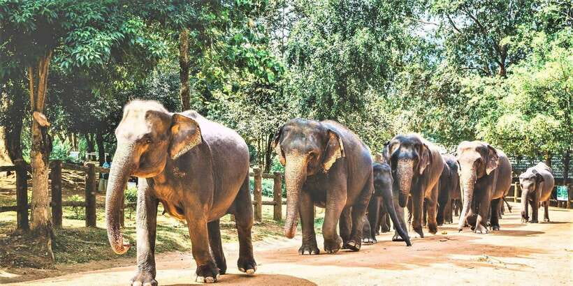 Day Tour to Elephant Orphanage / spice garden - Pinnawala Elephant Orphanage by 10am: The River-Bath Moment
