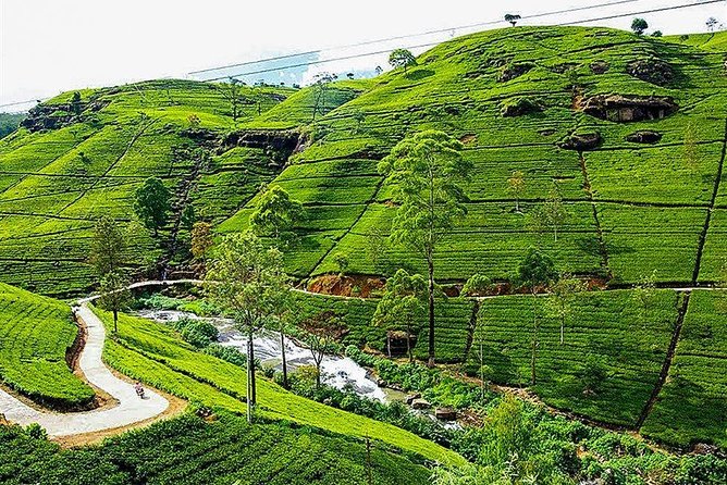 Day Tour to Nuwara Eliya from Kandy by Lux Tours Lanka - Key highlights worth planning around