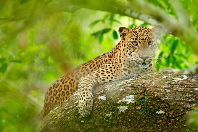 Day Tour to Wilpattu National Park from Colombo - Colombo Pickup to Wilpattu: The Rhythm of a 12–14 Hour Day