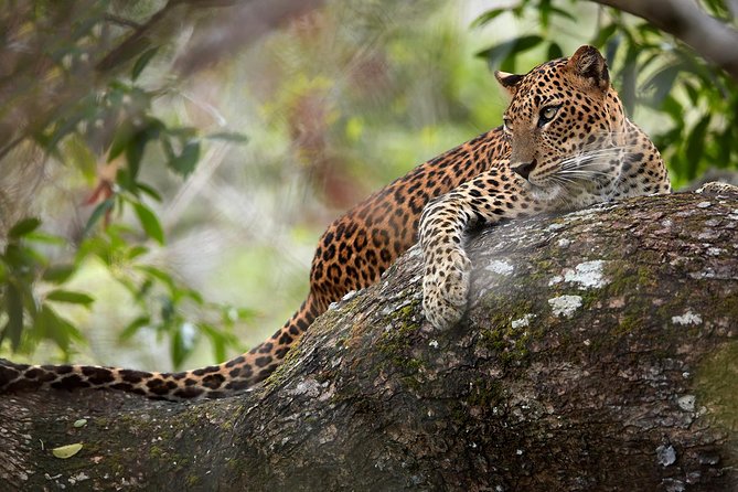 Day Tour to Wilpattu National Park from Colombo - First Stop: How Colombo’s Past Sets the Stage