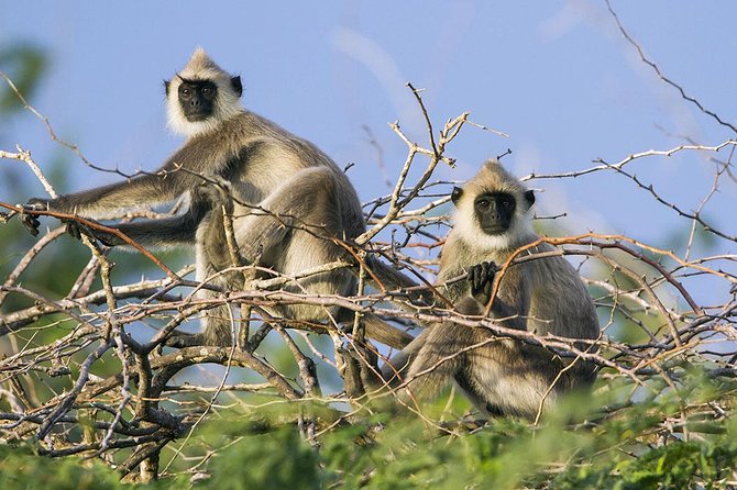 Day Tour to Wilpattu National Park from Colombo - Wilpattu National Park: Lakes, Wildlife, and That Early Morning Energy