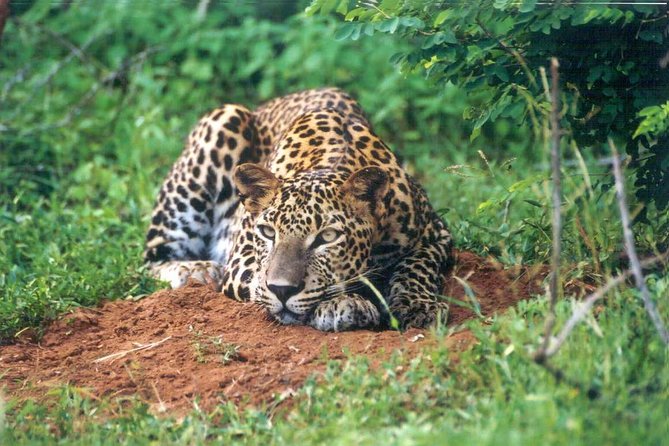 Day Tour to Wilpattu National Park from Colombo - Wildlife Viewing Tips That Actually Help in Wilpattu