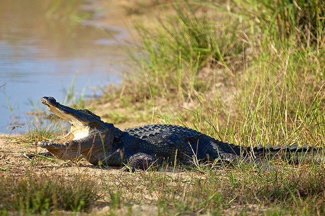 Day Tour to Wilpattu National Park from Colombo - Food and Breaks: Plan for a Lunch Stop, Not a Full Meal Guarantee