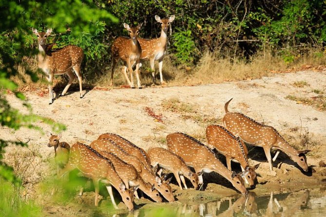 Day Tour to Wilpattu National Park from Colombo - What to Bring for a Safari Day (and What to Skip)