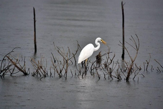 Exclusive: Muthurajawela Bird Watching Tour with Transfers - Muthurajawela Marsh: why this wetland beats a “just-see-birds” stop