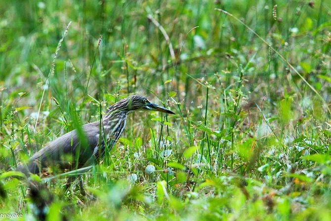 Exclusive: Muthurajawela Bird Watching Tour with Transfers - What you’ll do on the ground at Muthurajawela