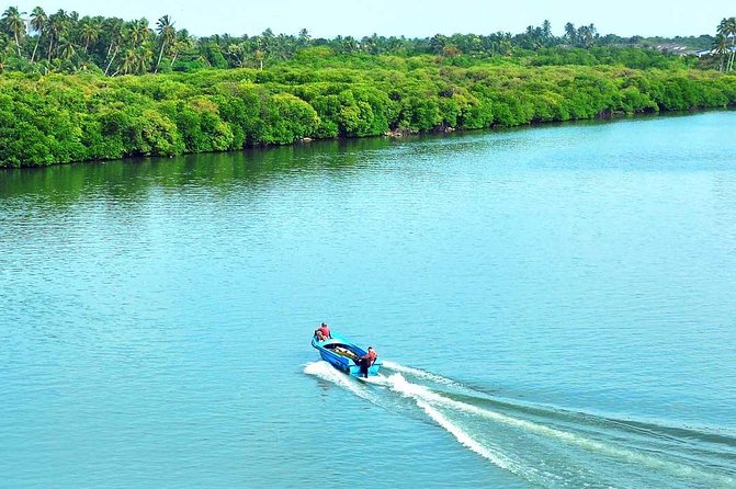 Exclusive: Muthurajawela Bird Watching Tour with Transfers - Wildlife expectations: what to look for (and how to set your mindset)