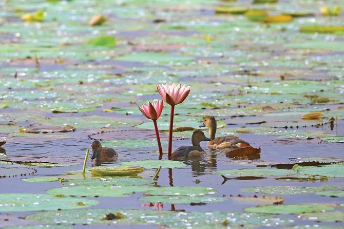 Exclusive: Muthurajawela Bird Watching Tour with Transfers - Guides, narration, and English support