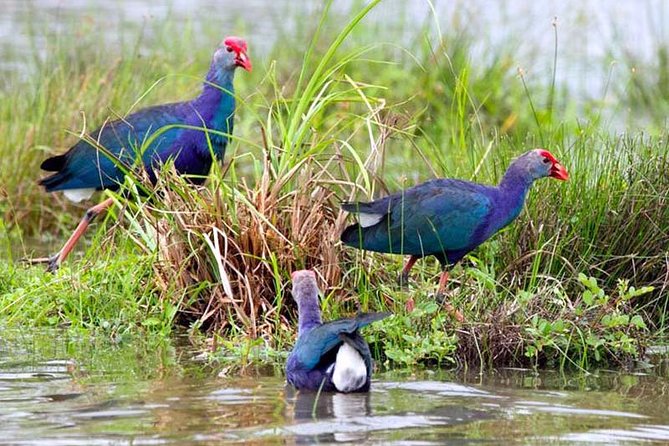 Exclusive: Muthurajawela Bird Watching Tour with Transfers - Price and value: how $35 stacks up for this area