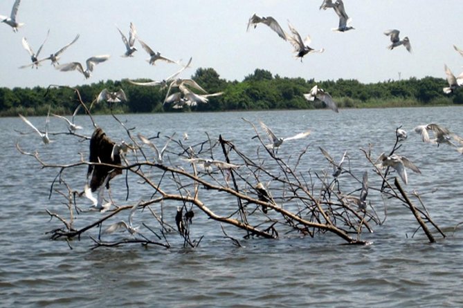 Exclusive: Muthurajawela Bird Watching Tour with Transfers - Comfort tips that actually matter on this tour