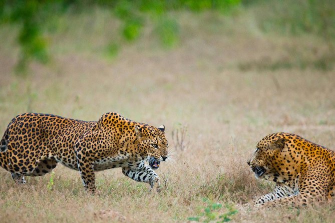 Exclusive : Overnight Leopard Safari with Luxury Glamping - Why Yala overnight and dawn viewing changes your odds