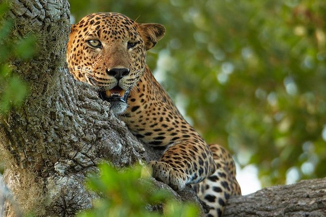 Exclusive : Overnight Leopard Safari with Luxury Glamping - The dawn game drive: your second chance at leopards