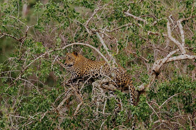 Exclusive : Overnight Leopard Safari with Luxury Glamping - Transfers, comfort, and the “getting there” part