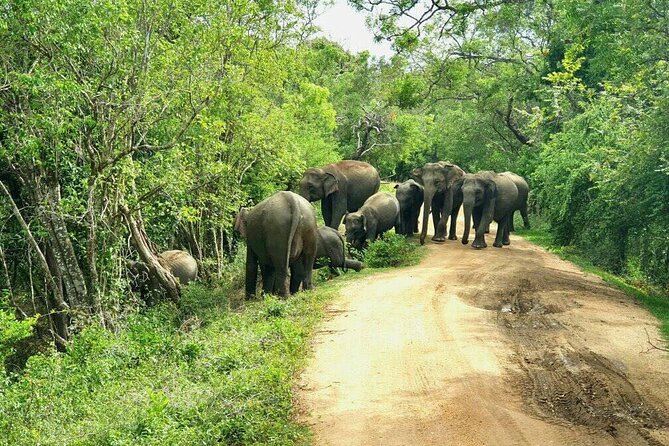 Explore Sri Lanka (self- arranged accommodation) - Knuckles Mountain trek: tea estates, waterfalls, and a long morning