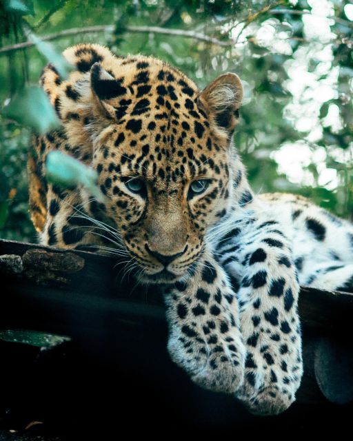 Explore the MAGIC of Sri Lanka in 7days -4 Star hotels Incl. - Day 3: Kandy’s sacred sites and an evening cultural dance show