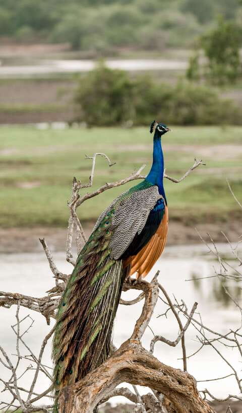 Explore the MAGIC of Sri Lanka in 7days -4 Star hotels Incl. - Day 6: Yala Safari, Rawana Falls, and an Ella train ride