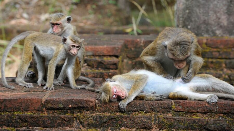 From Colombo: All Inclusive Sigiriya, Dambulla &Village Tour - The Sigiriya Village Segment: Lunch, Countryside Rides, and a Look at Daily Life