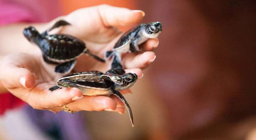 From Colombo: Galle, Bentota Coastal Highlights Private Tour - Kosgoda Turtle Hatchery: Newborn Turtles and Possible Release Time