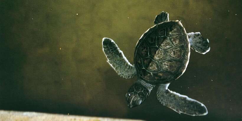 From Colombo: Handungoda, Galle, Ahangama, & Kosgoda Tour - Kosgoda Turtle Hatchery: why nesting protection matters