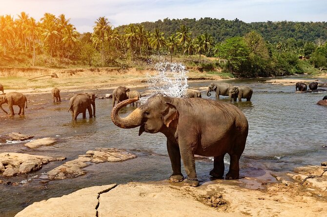 From Colombo: Kandy and Pinnawala Full-Day Trip - Royal Botanical Gardens: the calm reset you’ll appreciate