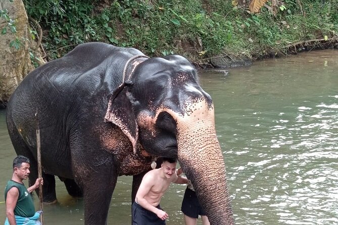 From Colombo: Kandy and Pinnawala Full-Day Trip - Price and what you actually get for $70