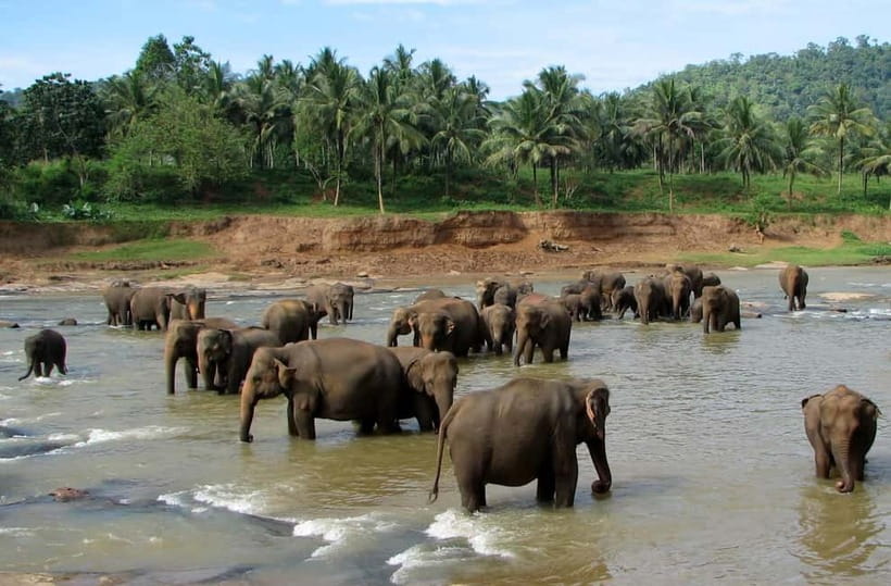 From Colombo: Kandy and Pinnawala Orphanage Short Excursions - Key Points to Know Before You Go