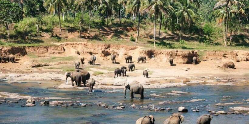 From Colombo: Kandy, Pinnawala and Tea Factory Full-Day Trip - Key highlights worth your attention