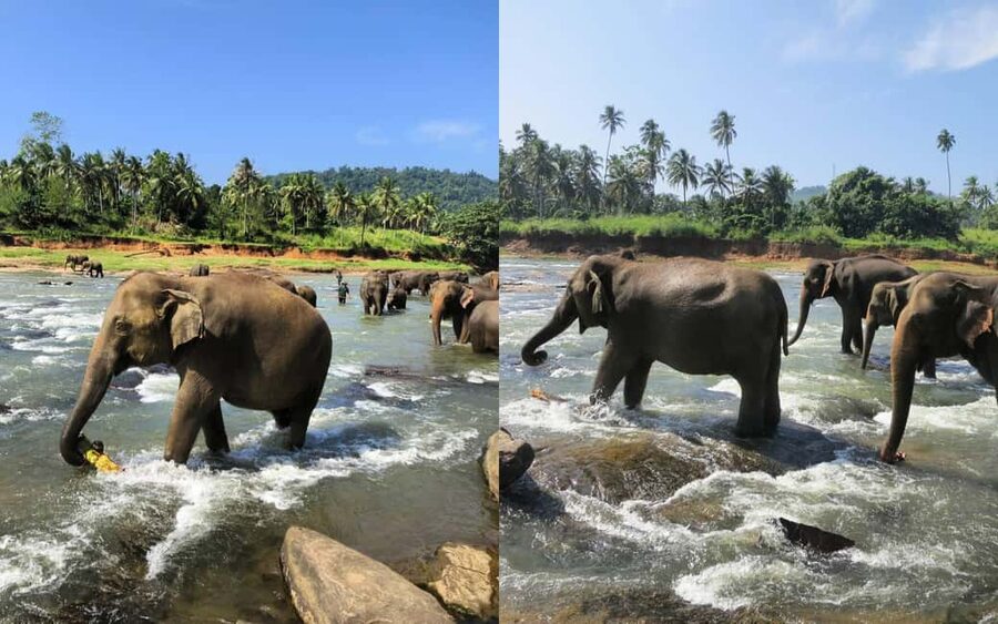 From Colombo: Kandy Temple of Tooth & Elephant Orphanage - Key highlights worth knowing before you go