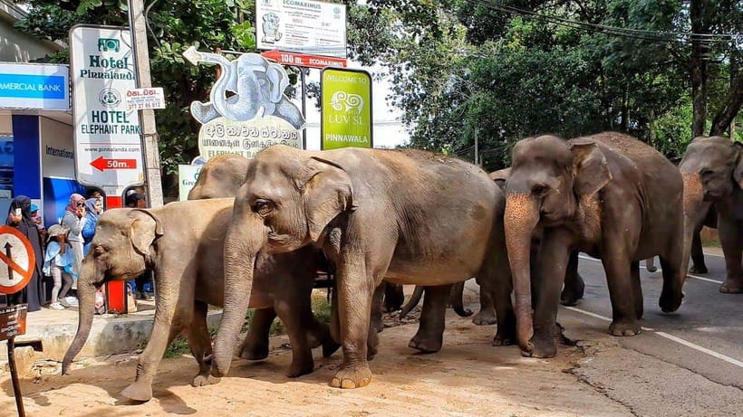 From Colombo: Kandy Temples and Pinnawala Full-Day Tour - Bahiravakanda Temple and the 88-foot Buddha