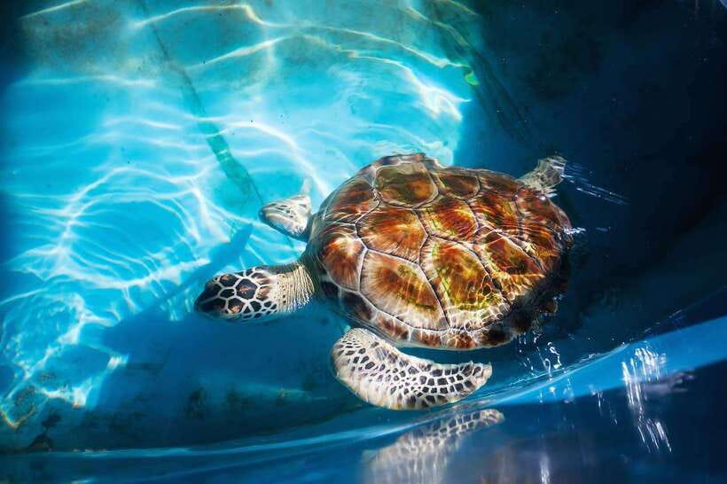 From Colombo/Negombo: Galle, Madu River, and Turtle Hatchery - Key highlights that make this trip worth your time