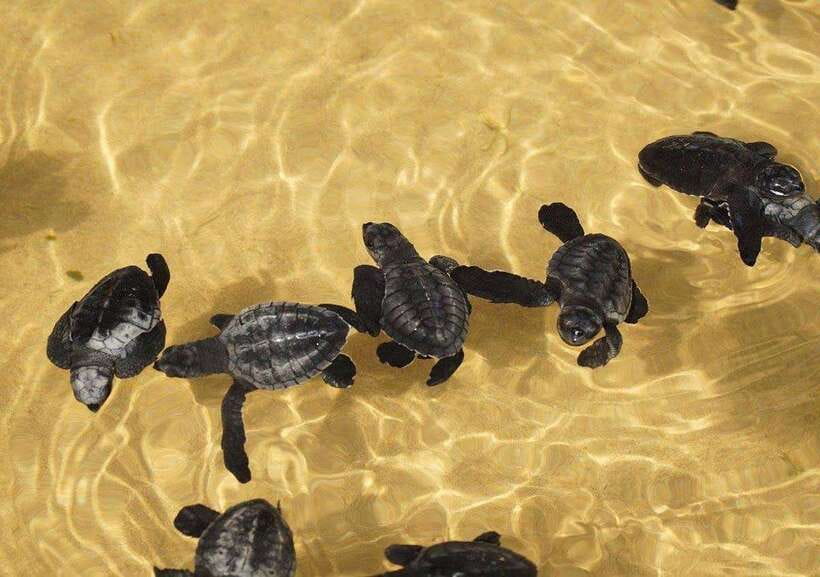 From Colombo/Negombo: Galle, Madu River, and Turtle Hatchery - Why this southern-coast route feels efficient (and not exhausting)