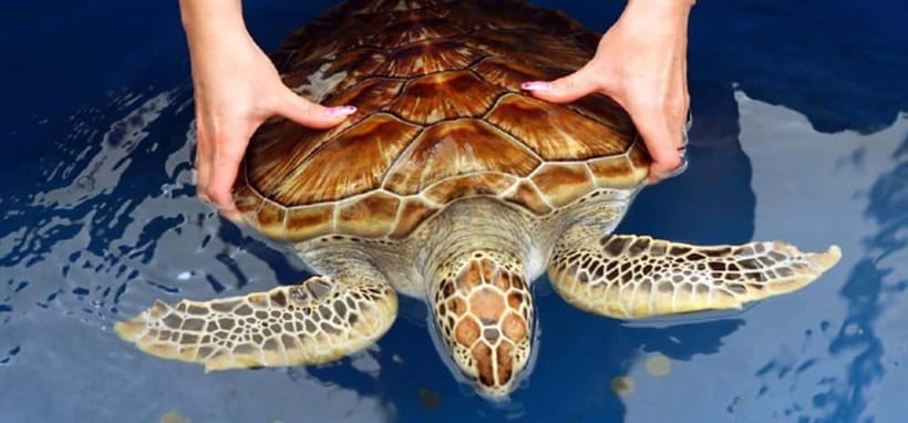 From Colombo/Negombo: Galle, Madu River, and Turtle Hatchery - Madu Ganga boat safari: mangroves, wildlife spotting, and real “nature time”