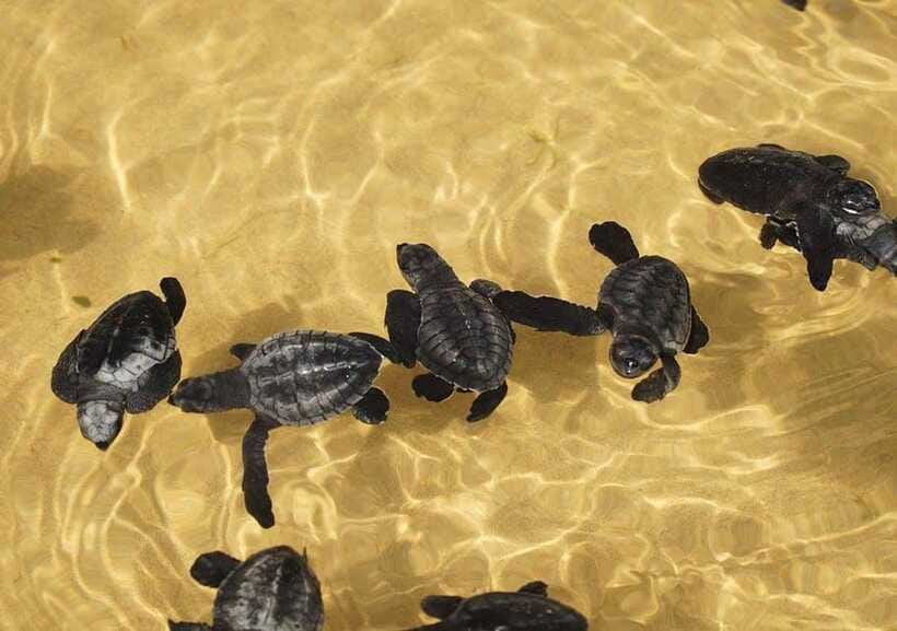 From Colombo/Negombo: Galle, Madu River, and Turtle Hatchery - Galle Fort UNESCO walk: Dutch streets you can actually read