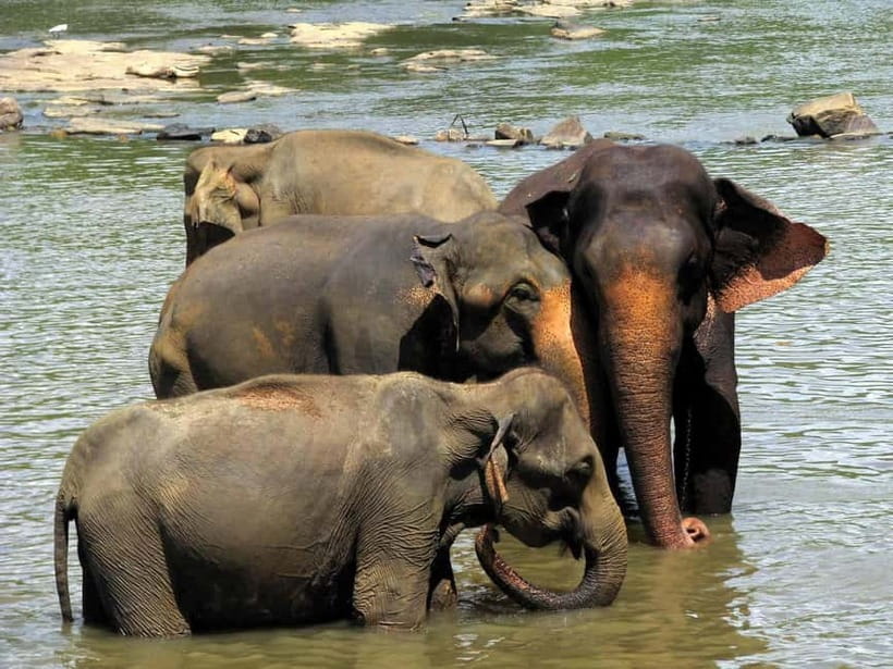 From Colombo: Pinnawala & Tea factory with Kandy Hotel Drop - Should you book this Colombo to Kandy elephant-and-tea transfer?