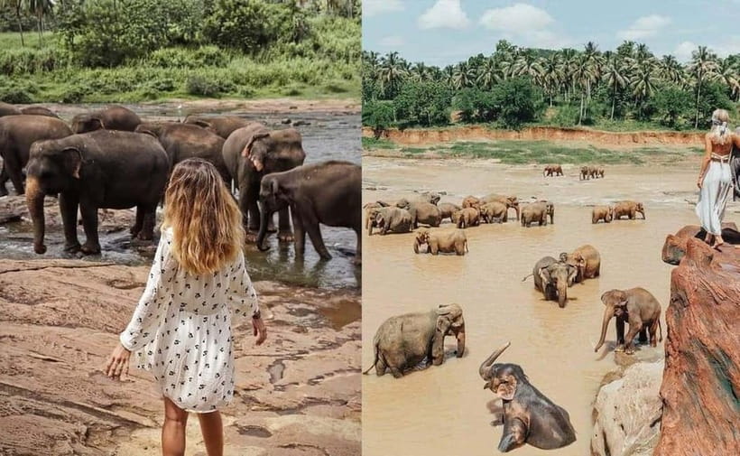 From Colombo: Pinnawala & Tea factory with Kandy Hotel Drop - Colombo to Kandy: why this transfer day feels like a tour