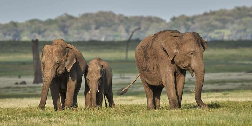 From Colombo: Private Minneriya National Park Day Safari - Minneriya’s star power: elephants plus real variety