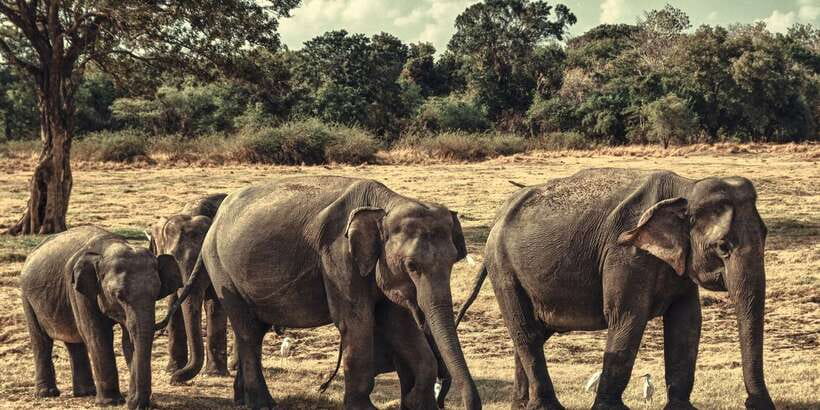 From Colombo: Private Minneriya National Park Day Safari - The 4x4 game drive: how to use your 3 hours