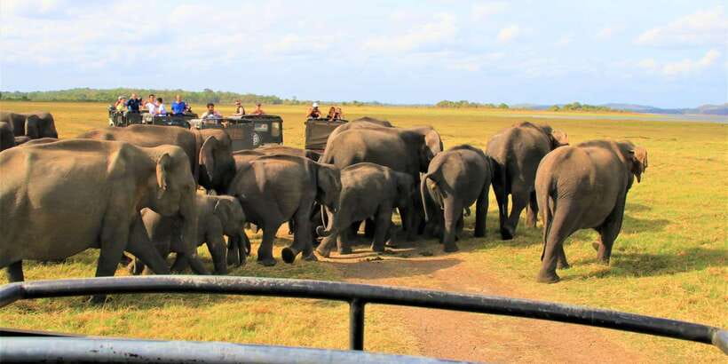 From Colombo: Private Minneriya National Park Day Safari - Elephants, lakes, and jungle edges: what to focus on