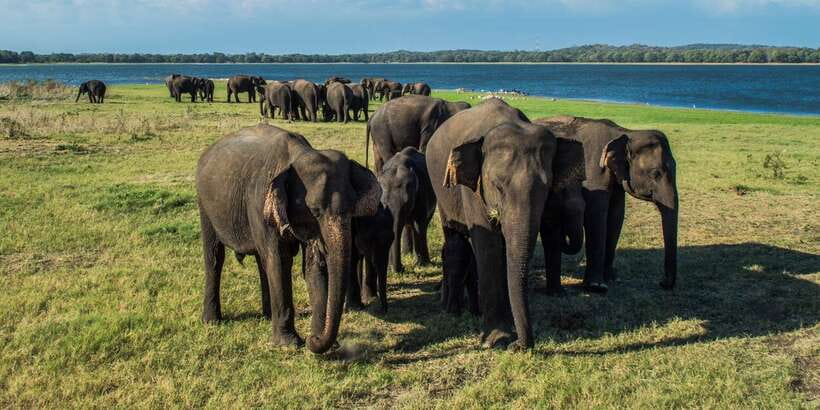 From Colombo: Private Minneriya National Park Day Safari - Wildlife spotting beyond the obvious: reptiles, birds, and the small stuff