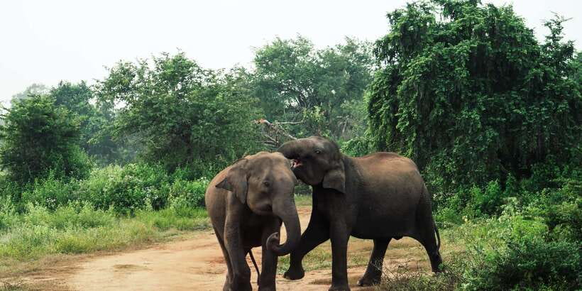 From Colombo: Private Minneriya National Park Day Safari - Lunch at a local restaurant: keep it flexible