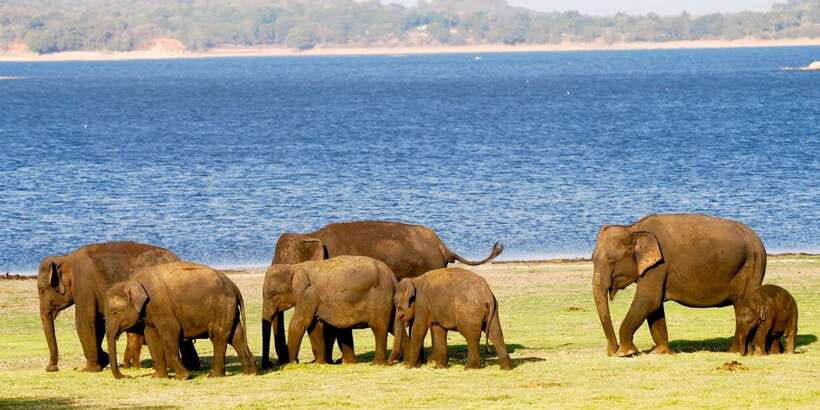 From Colombo: Private Minneriya National Park Day Safari - Guide and driver: what English-language support changes