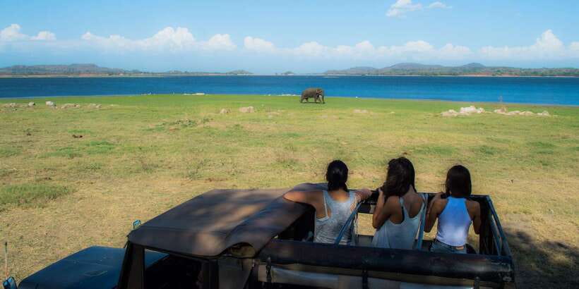 From Colombo: Private Minneriya National Park Day Safari - Value check: is $105 a fair deal?