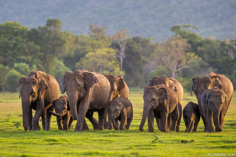 From Colombo: Sigiriya & Dambulla Day Tour with Safari - How this day tour makes sense from Colombo
