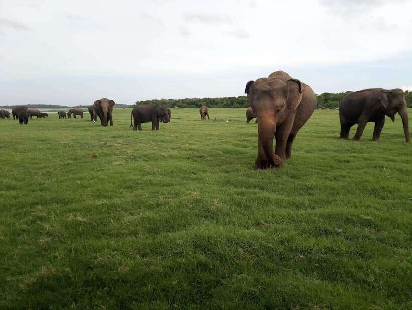 From Colombo: Sigiriya & Dambulla Day Tour with Safari - Village experience and lunch: what you’re really paying for