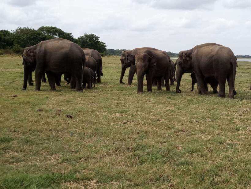 From Colombo: Sigiriya & Dambulla Day Tour with Safari - The safari decision: Eco Park, Kaudulla, or Minneriya
