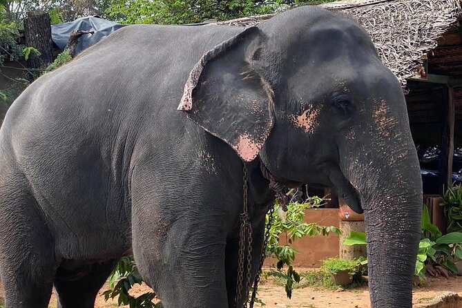 From Colombo to Sigiriya Fortress, Dambulla & Minneriya Safari - Minneriya safari in a 4x4: how to set expectations for elephants