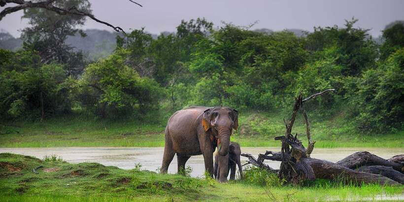 From Colombo: Udawalawa Safari & Elephant Transit Home Tour - Key Takeaways Before You Book