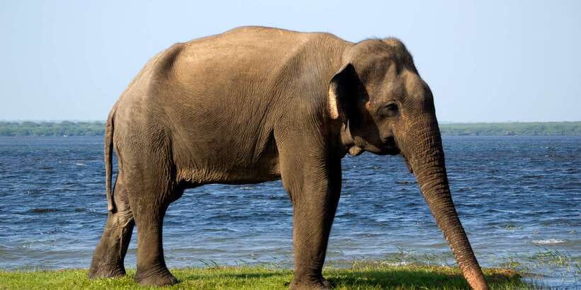 From Colombo: Udawalawa Safari & Elephant Transit Home Tour - Colombo Pickup to Udawalawe: The Drive That Sets the Tone