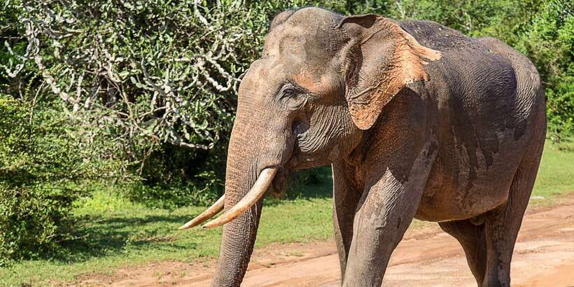 From Colombo: Udawalawa Safari & Elephant Transit Home Tour - Elephant Transit Home (ETC): What You Learn Beyond the Safari