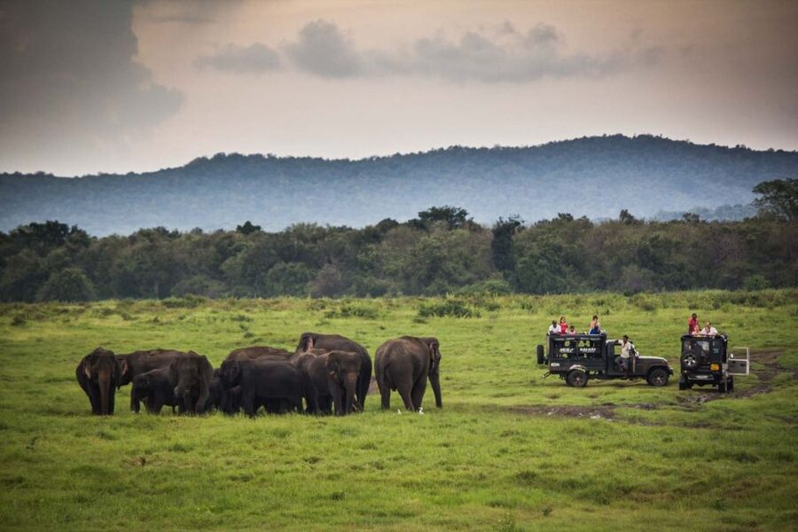 From Colombo: Udawalawa Safari & Elephant Transit Home Tour - Wildlife You Can Actually Watch For: Birds, Crocs, and More